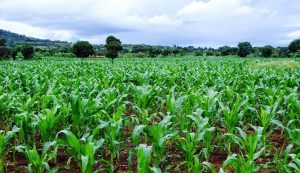 maize-plantation (1)