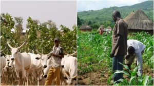 ohanaeze-middle-belt-youths-move-to-end-farmers-herders-crisis