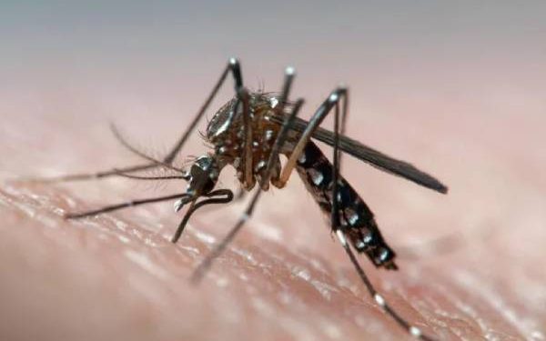 Scientists Turn Male Mosquitoes Deaf To Fight Dengue, Others