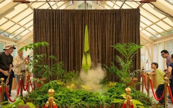 Thousands Watch Livestream Of Corpse Flower Set To Bloom In Australia