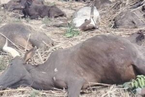 New Project – 2025-02-04T144558.116