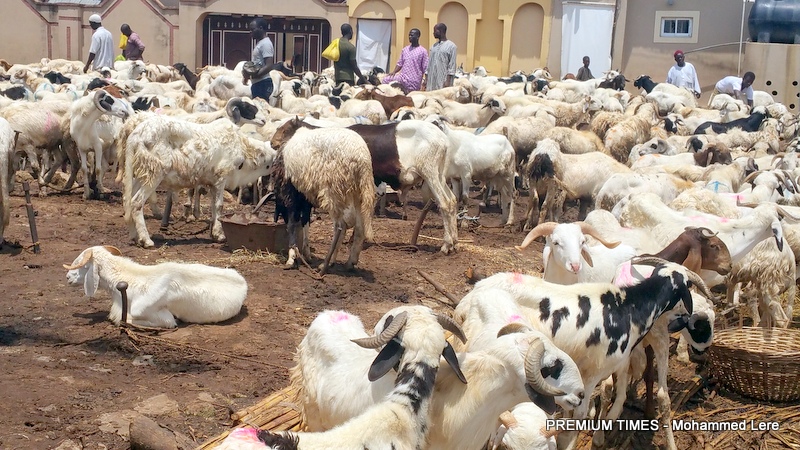 Gov Idris directs Hadya committee to provide healthy rams for all Kebbi pilgrims