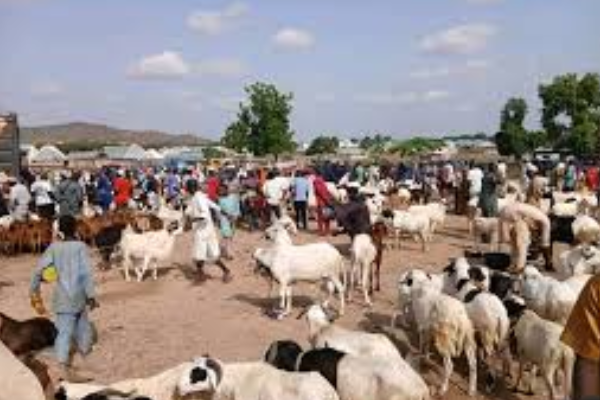 Livestock sellers in Kano report profit as Eid al-Adha celebrations continue