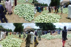 Watermelon boom transforms Jigawa economy, fuels National Food Supply