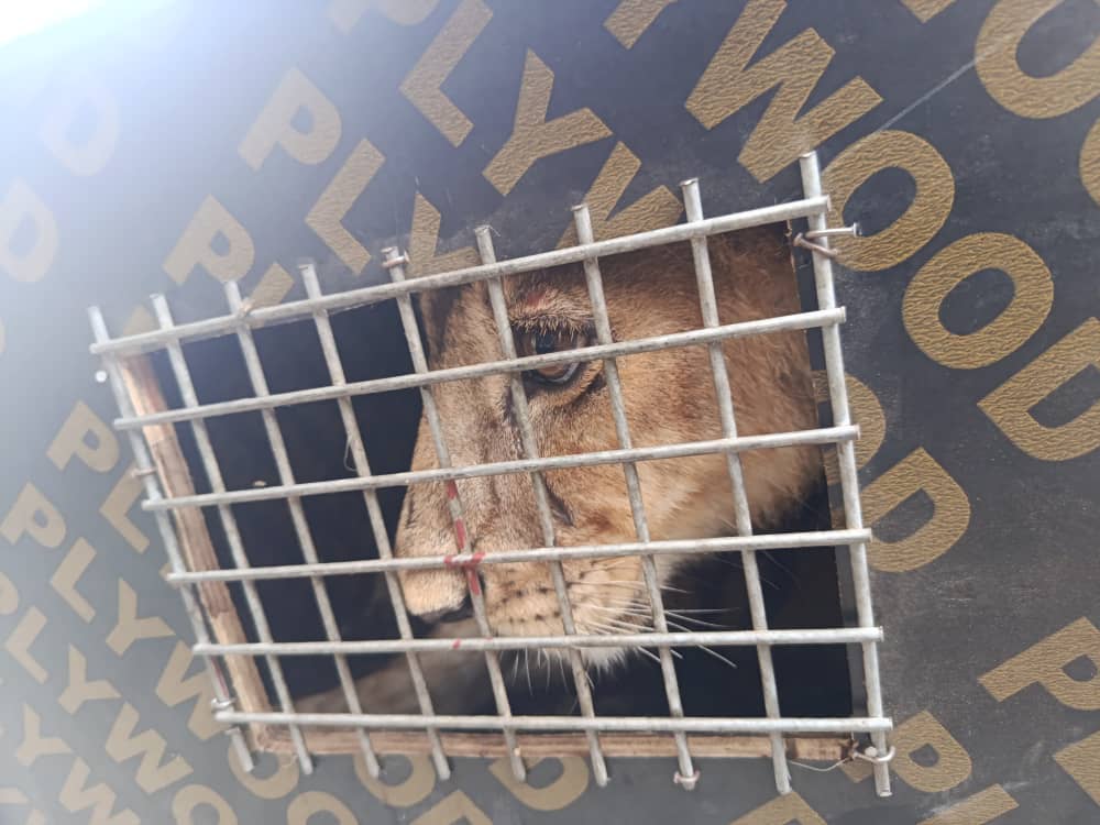Customs Busts Wildlife Smugglers, Seizes Lion Cub, Monkeys in Lagos