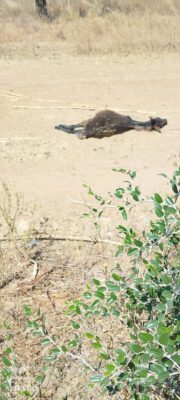 WhatsApp Image 2026-01-08 at 11.18.25 AM