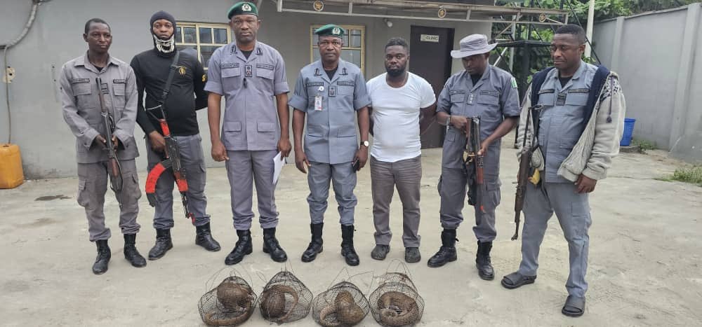 Wildlife Trafficking: Suspects Flee As Customs Intercepts Four Live Pangolins In Ogun