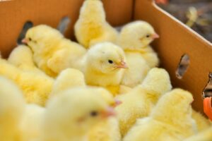 FG Trains 200 Jigawa Youths in Solar Technology, Others to Boost Jobs, Curb Import Reliance